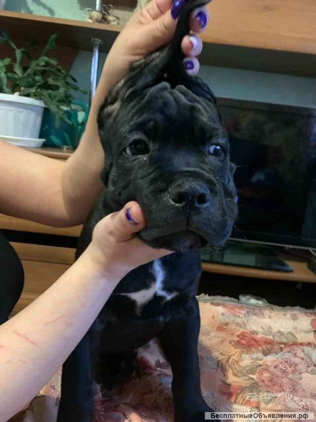 Щенки Кане Корсо (с документами)