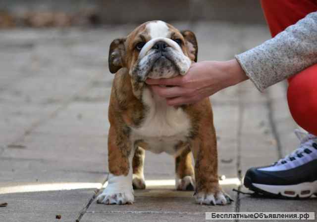 Фантастические пометы АНГЛИЙСКИХ БУЛЬДОГОВ