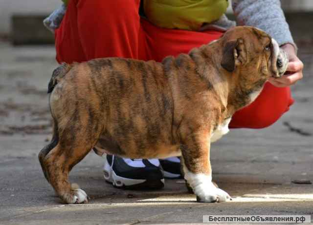 Фантастические пометы АНГЛИЙСКИХ БУЛЬДОГОВ