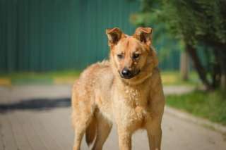 Настоящий друг Алтай