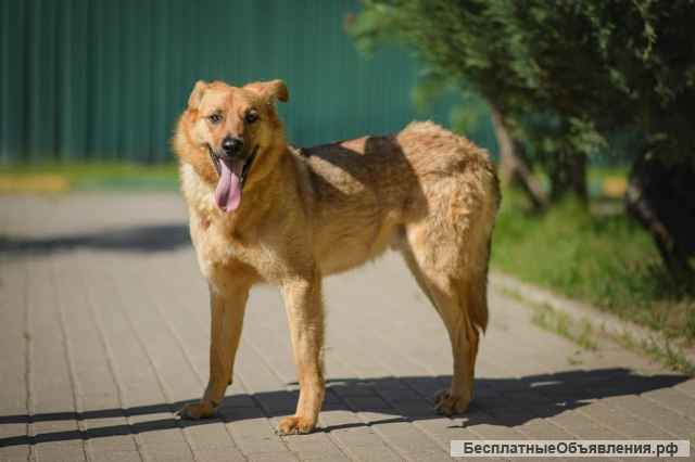 Настоящий друг Алтай