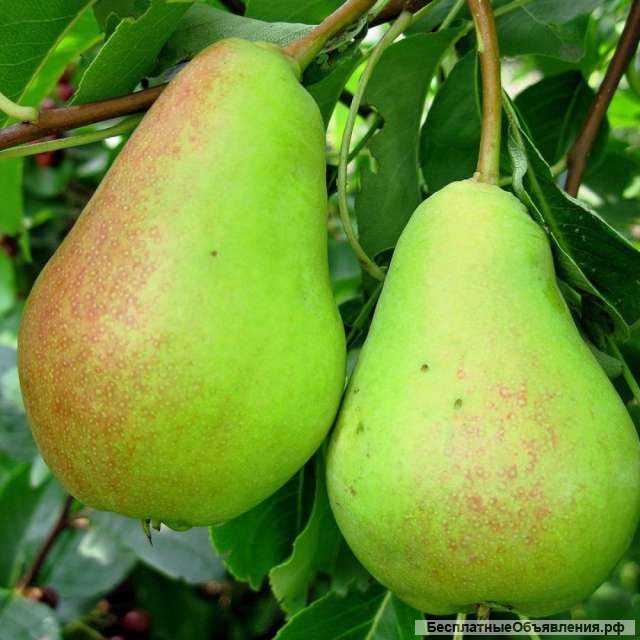 Саженцы яблони и других плодовых деревьев из питомника растений