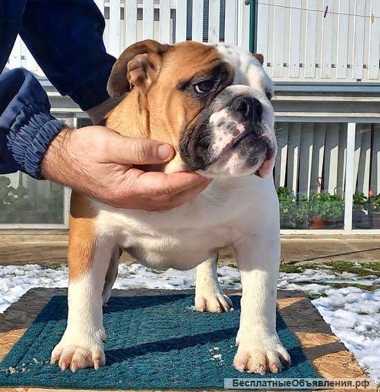 Английский бульдог девочка