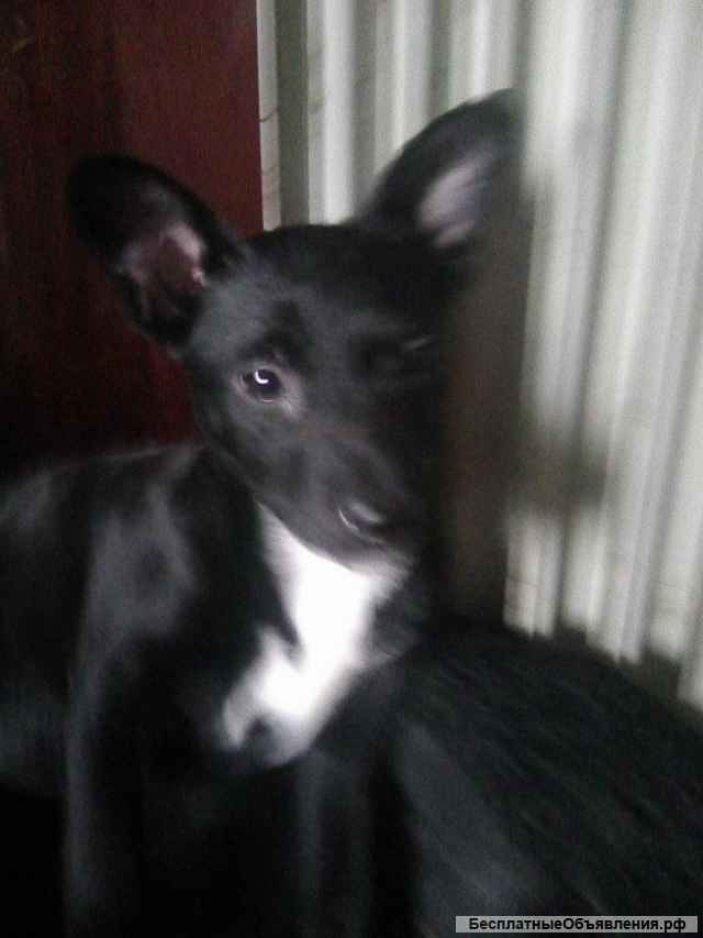 Щенки в добрые руки