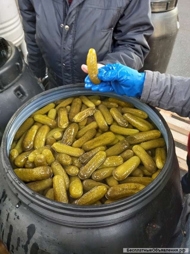 Огурцы маринованные целые Индия 6-9 см и 9-12 см