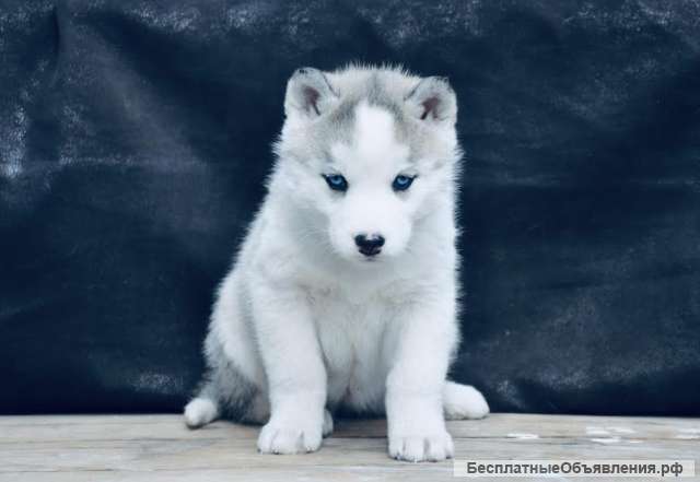 Новый помет Хаски