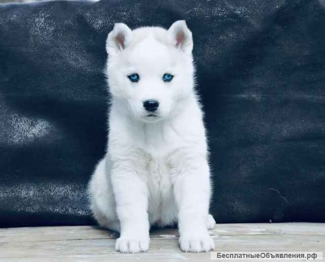 Новый помет Хаски