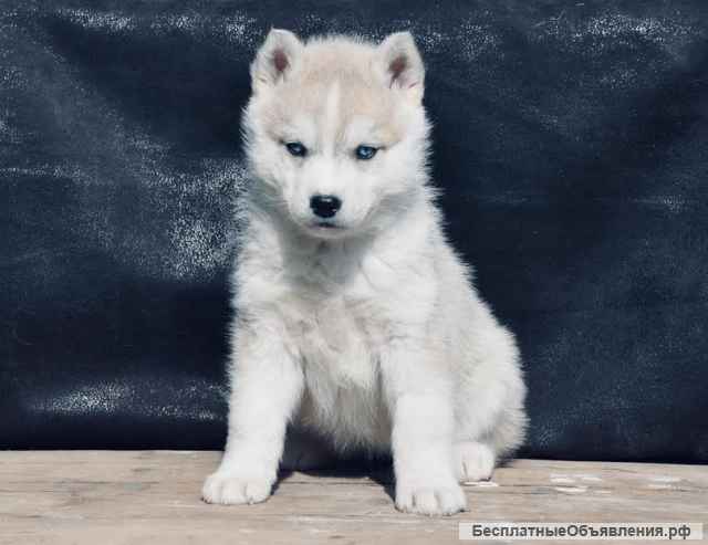 Новый помет Хаски