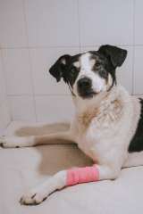 Очаровательный Жорик в самые добрые руки