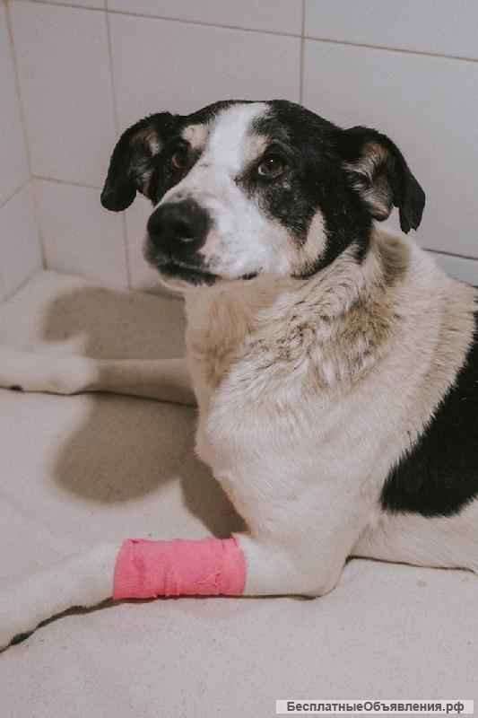 Очаровательный Жорик в самые добрые руки