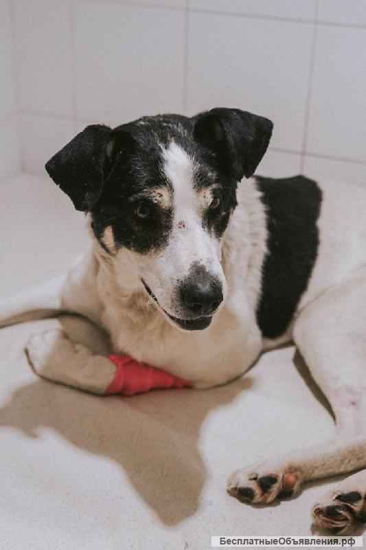 Очаровательный Жорик в самые добрые руки