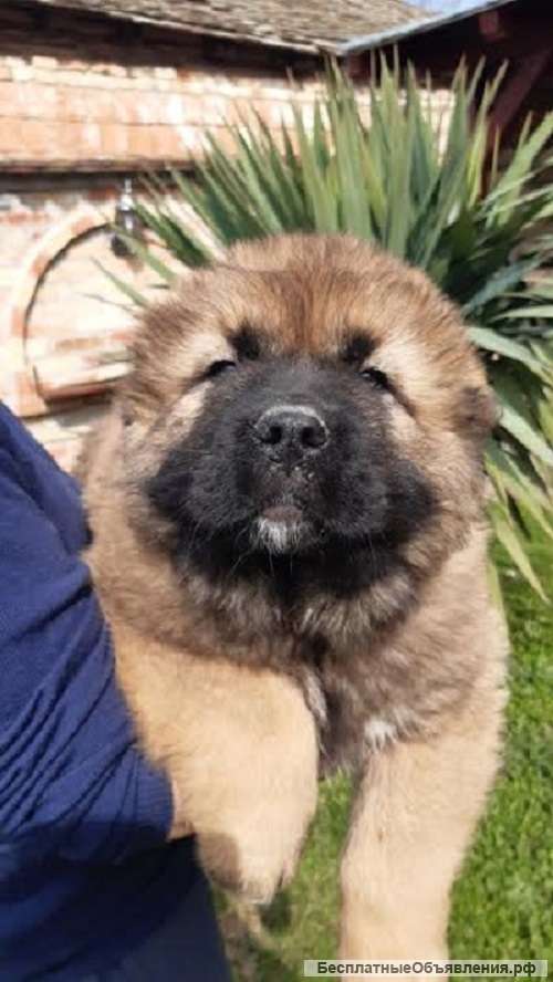 Щенки кавказской овчарки