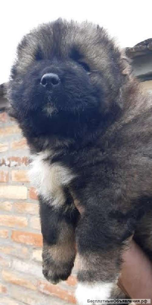 Щенки кавказской овчарки