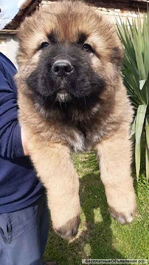 Щенки кавказской овчарки