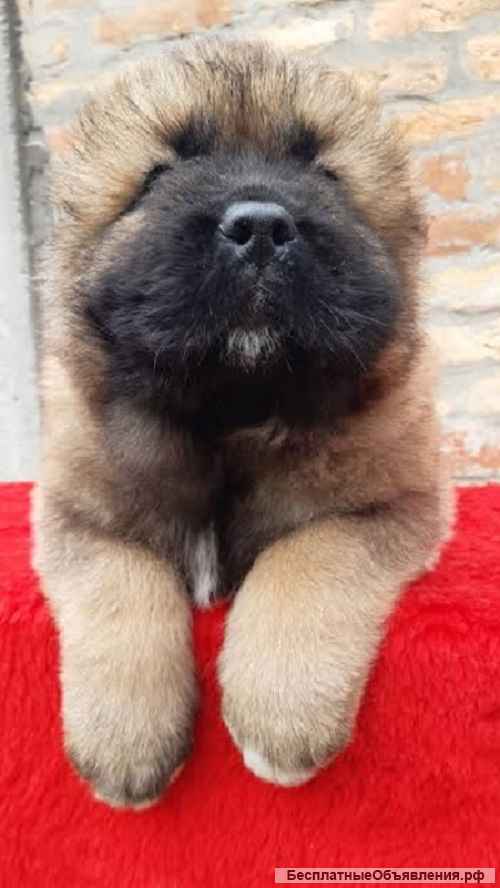 Щенки кавказской овчарки