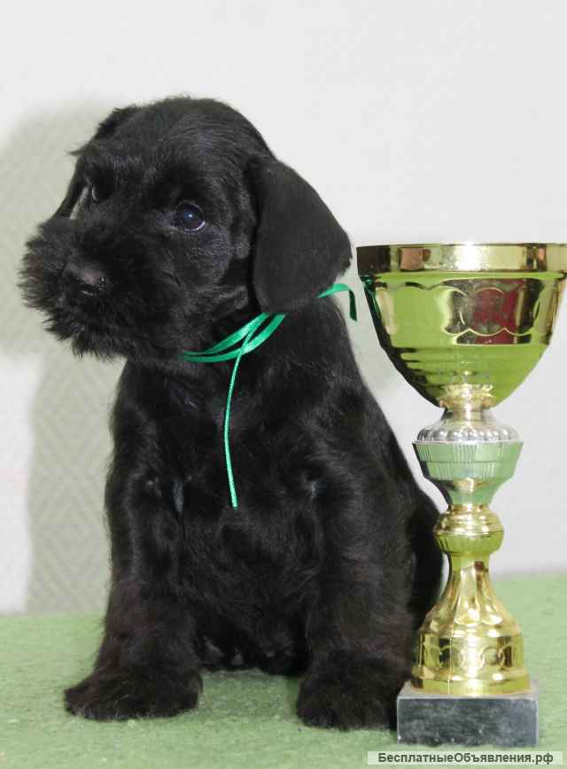 Цвергшнауцера щенков предлагает питомник Флердимон