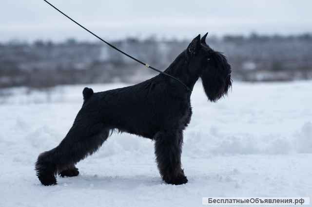 Цвергшнауцера щенков предлагает питомник Флердимон