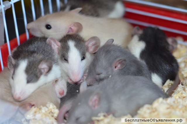 Ручные крысята 1 мес. сиамские, голубые, хаски, есть дамбо и клетки