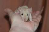 Ручные крысята 1 мес. сиамские, голубые, хаски, есть дамбо и клетки