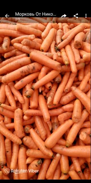 Овощи: картофель, морковь, свёкла