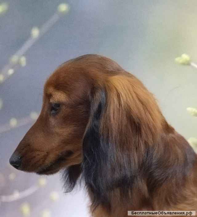 Щенки длинношёрстной таксы