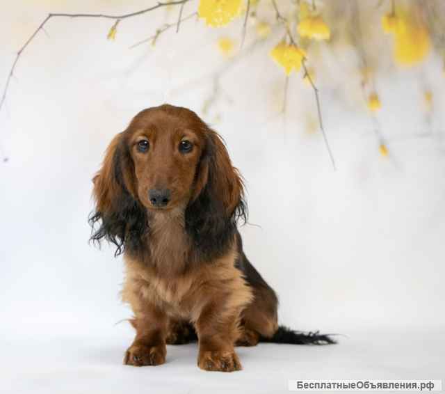 Щенки длинношёрстной таксы