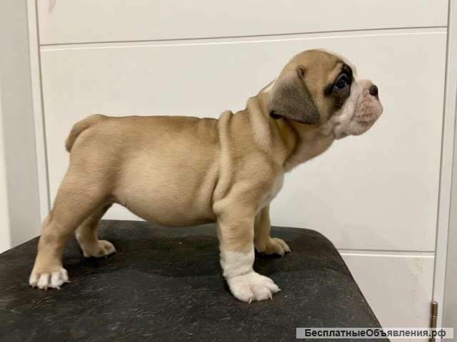 Английский бульдог невероятный помет