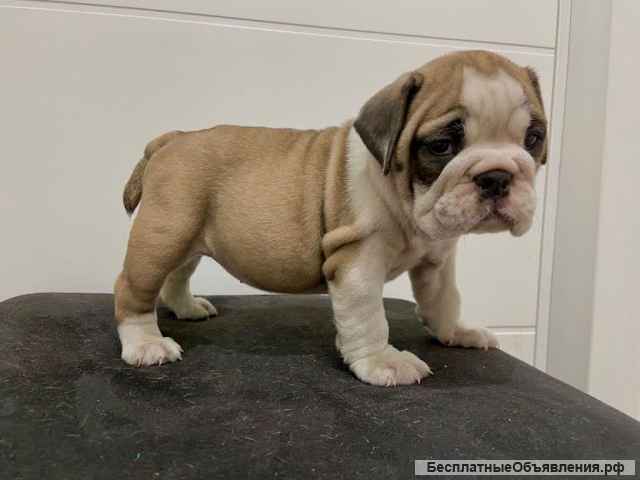 Английский бульдог невероятный помет