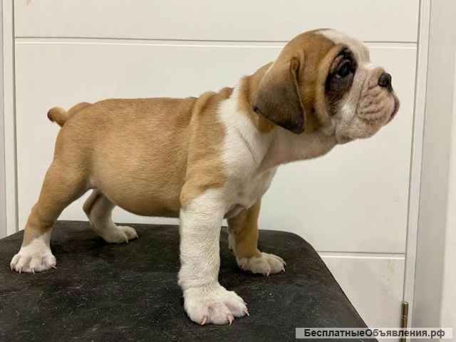 Английский бульдог невероятный помет