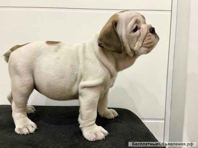 Английский бульдог невероятный помет