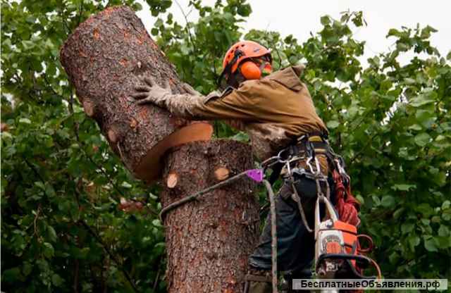 Спил деревьев
