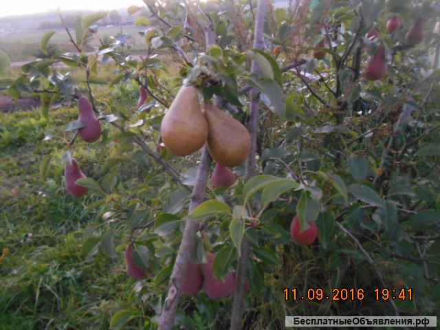 Обрезка и прививка сада