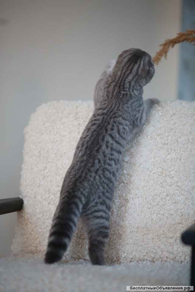 Шотландский вислоухий котенок