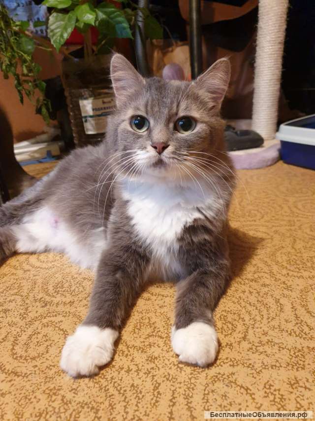 Изумительная кошка Василиса в добрые руки