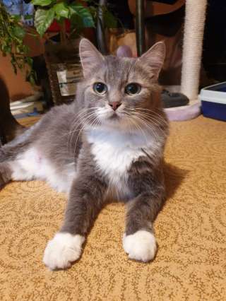 Изумительная кошка Василиса в добрые руки