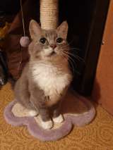 Изумительная кошка Василиса в добрые руки