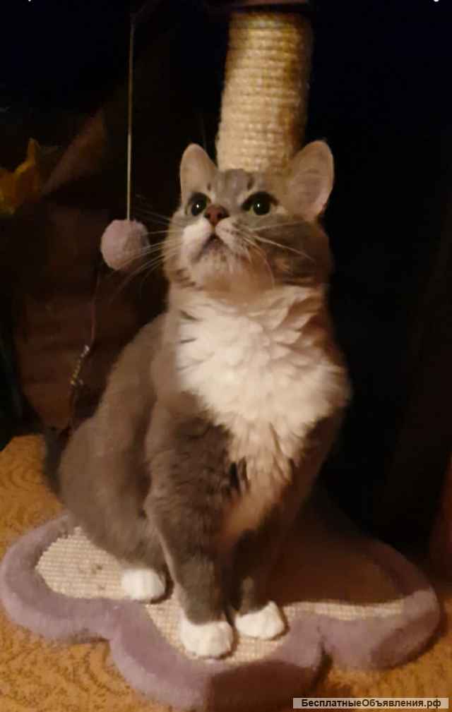 Изумительная кошка Василиса в добрые руки