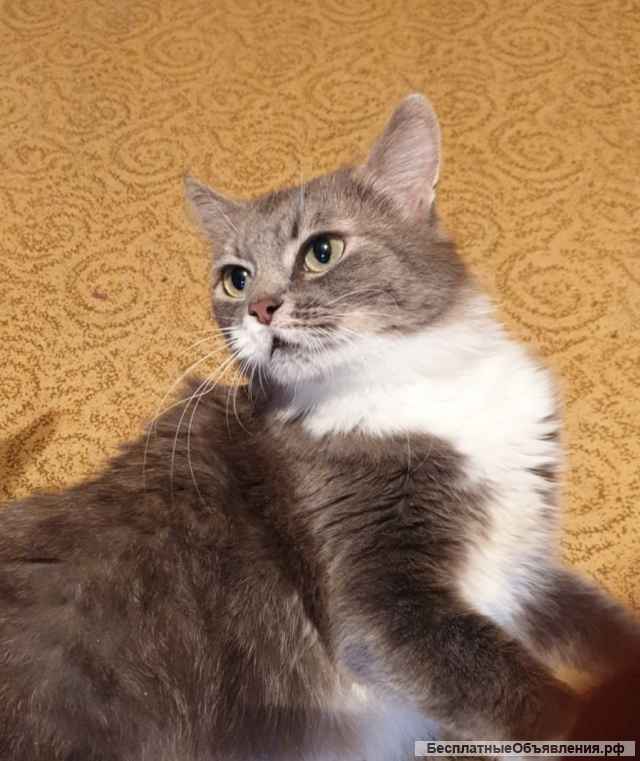 Изумительная кошка Василиса в добрые руки