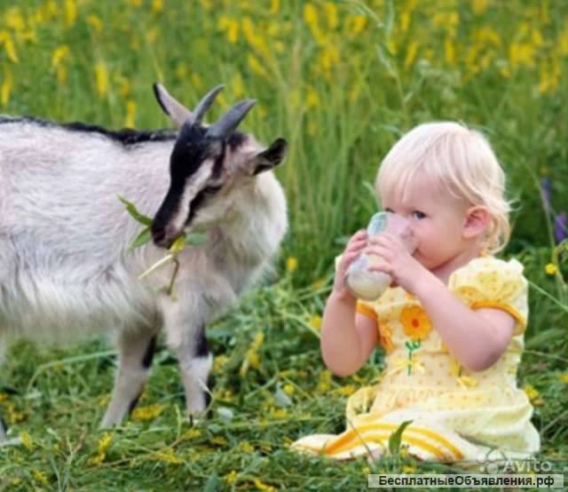 Продукты из козьего молока (Дмитров)