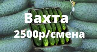 Упаковщик огурцов вахта с питаниемУпаковщик огурцов вахта с питанием