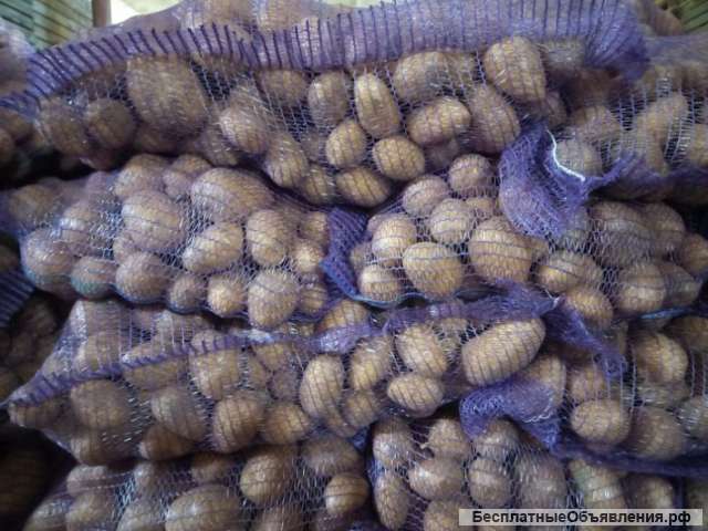 Картофель сетевой оптом