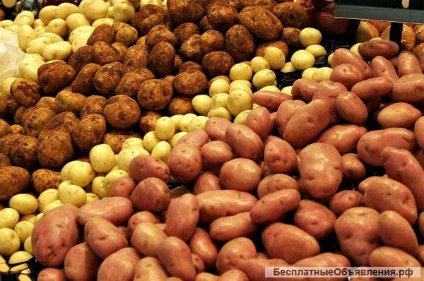 Картофель оптом