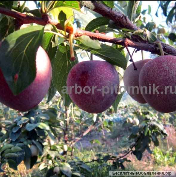 Плодовые деревья из питомника, саженцы крупномеры