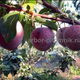 Плодовые деревья из питомника, саженцы крупномеры