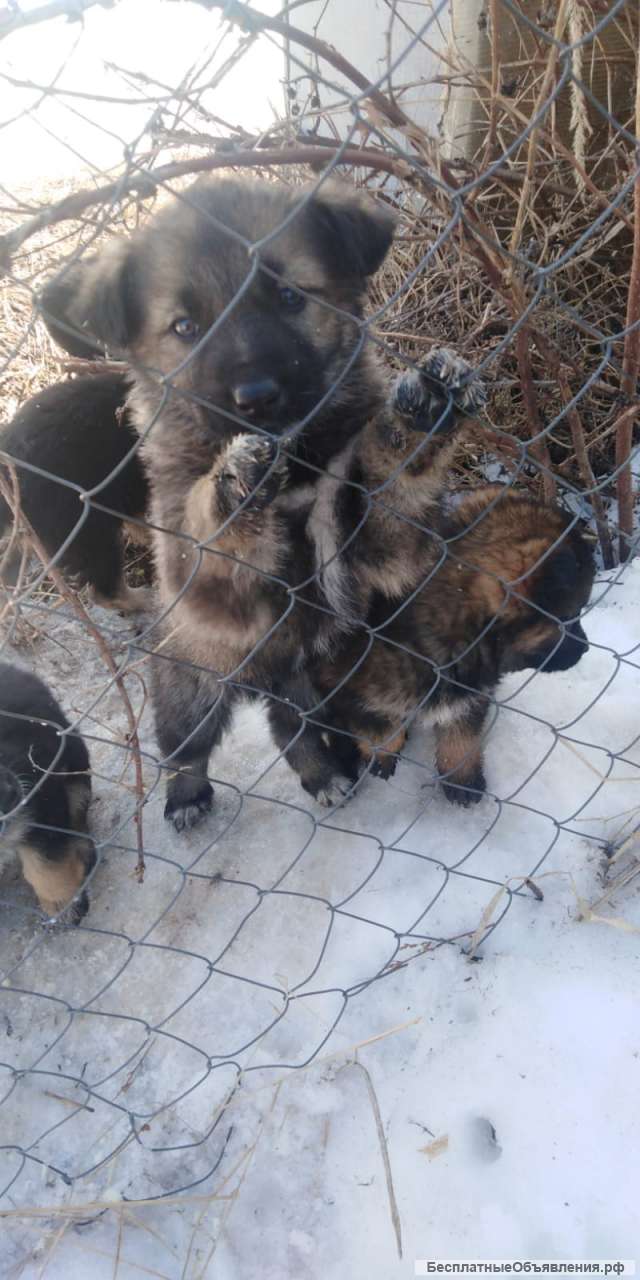 Щенки 1 месяц. В добрые руки. Бронницы, МО