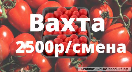 Упаковщик помидор вахта с питанием