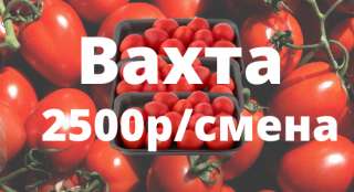 Упаковщик помидор вахта с питанием