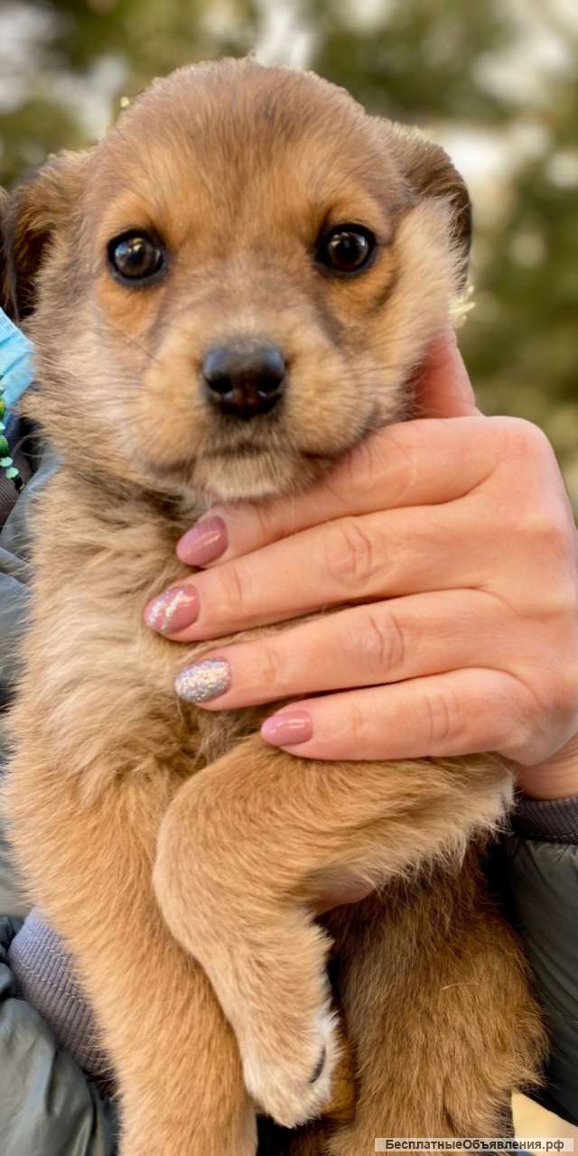 Любознательная девочка Марфа в добрые руки