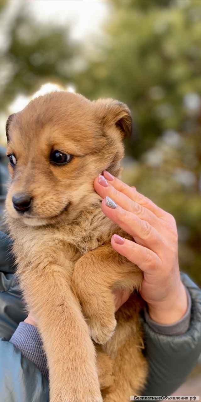 Любознательная девочка Марфа в добрые руки
