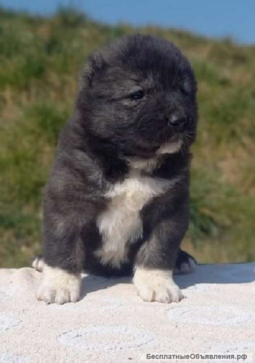 Кавказская овчарка - Родился 19.02.